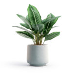 house-plant
