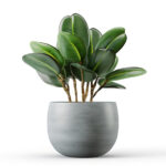 outdoor-plant